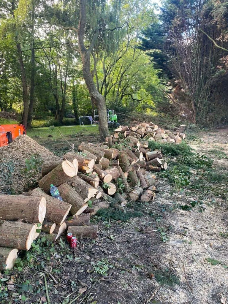 This is a photo of a wood area which is having multiple trees removed. The trees have been cut up into logs and are stacked in a row. Beeston Tree Surgeons
